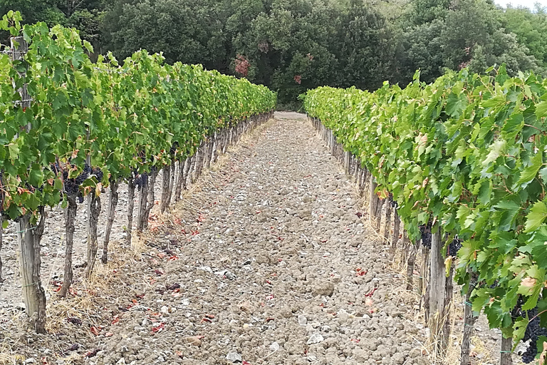 Au départ de Florence : Visite privée de la région du Chianti avec dégustation de vins