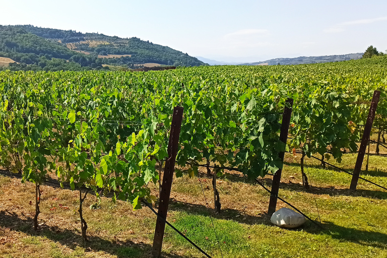 Au départ de Florence : Visite privée de la région du Chianti avec dégustation de vins