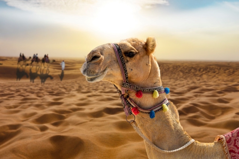 Z Sharm El Sheikh: wioska beduińska, przejażdżka na wielbłądzie i kolacjaZ Sharm El Sheikh: doświadczenie Beduinów, przejażdżka na wielbłądzie, kolacja