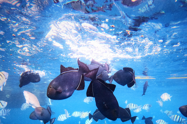 Honolulu: Private Waikiki Boat Cruises for up to 6 People