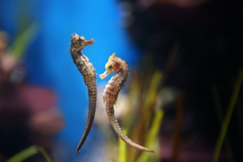 Abu Dhabi: toegangsticket voor het nationale aquariumEntreeticket Nationaal Aquarium