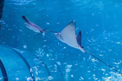 Abu Dhabi: Eintrittskarte für das National AquariumEintrittskarte für das National Aquarium - VIP-Paket