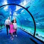 Abu Dhabi: biglietto d'ingresso all'acquario nazionale