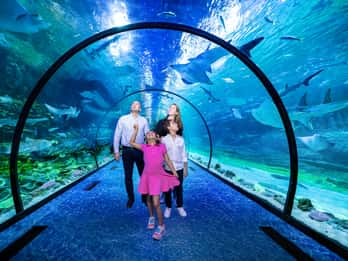 Abu Dhabi: National Aquarium Entrance Ticket