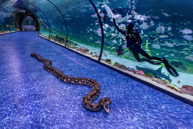 Abu Dhabi : Billet d'entrée à l'Aquarium nationalBillet d'entrée au National Aquarium - All Access