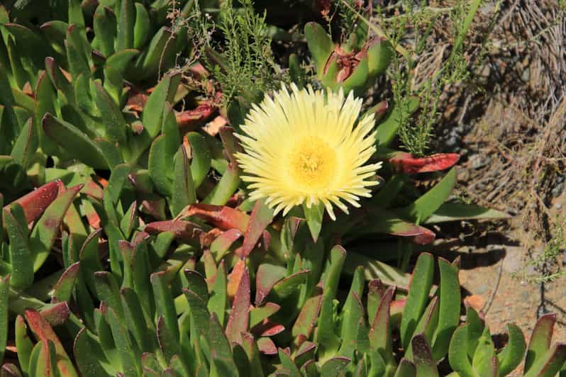 Van Oudtshoorn privérondleiding Swartbergberg GetYourGuide