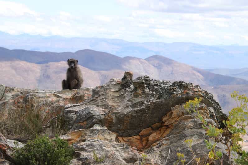 Van Oudtshoorn privérondleiding Swartbergberg GetYourGuide