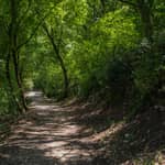 Assisi: biglietto d'ingresso al Bosco di San Francesco