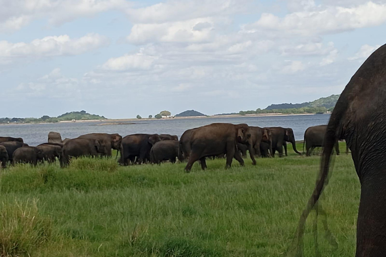 Minneriya : Safari matinal en jeep avec prise en charge à l&#039;hôtel