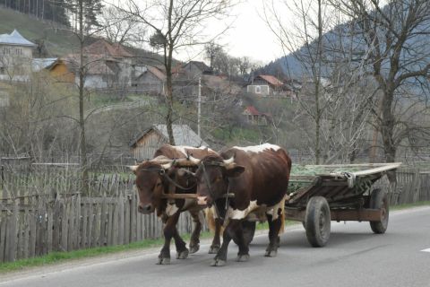 From Cluj-Napoca: Maramures Full-Day Guided Tour