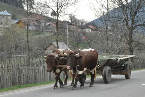 CJ04 -Maramureș Abenteuer: Tradition, Volkskunst und landschaftliche Schönheit