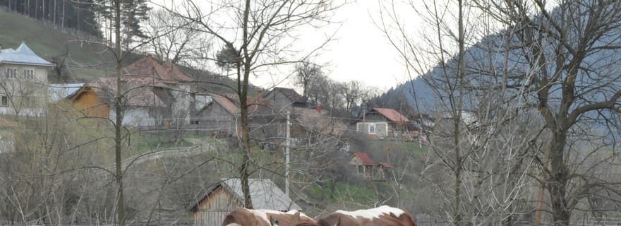 CJ04 -Maramureș Adventure:Tradition, Folk Art &Scenic Beauty