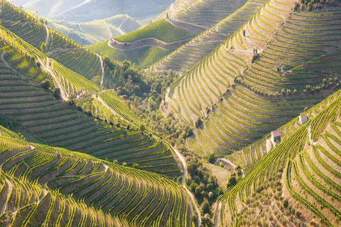 Porto : Visite privée de 2 vignobles avec dégustations et pique-nique