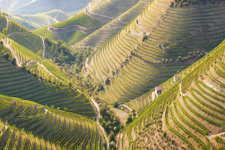 Porto : Visite privée de 2 vignobles avec dégustations et pique-nique