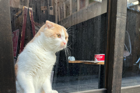 Kyoto:Ethical Cat Retreat & Matcha Whisking (Private/Shared) Shared 60 min (up to 6 guests) — Per person