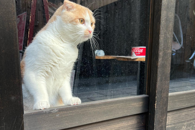 Kyoto:Ethical Cat Retreat & Matcha Whisking (Private/Shared) Shared 60 min (up to 6 guests) — Per person