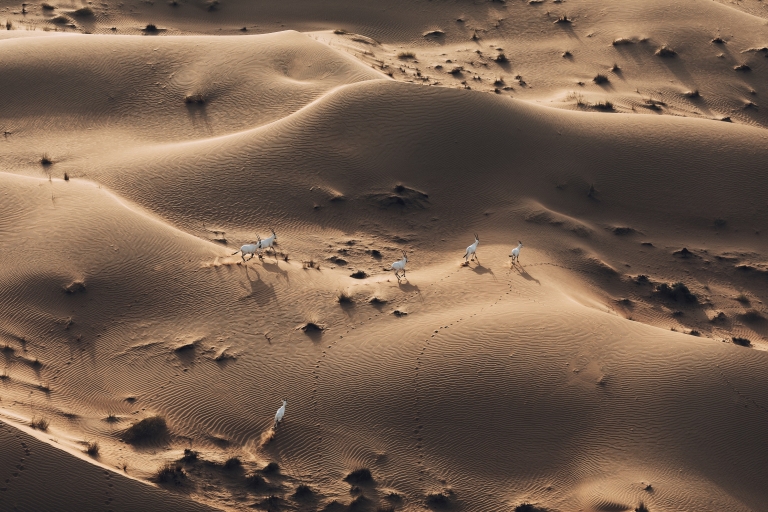 Dubaï : montgolfière, chameau et photo de faucons