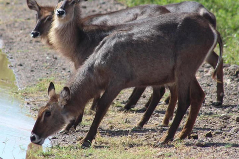 Nairobi: 3-Day Amboseli National Park Shared Safari Package
