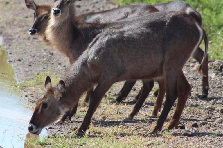 Nairobi: 3-Day Amboseli National Park Shared Safari Package