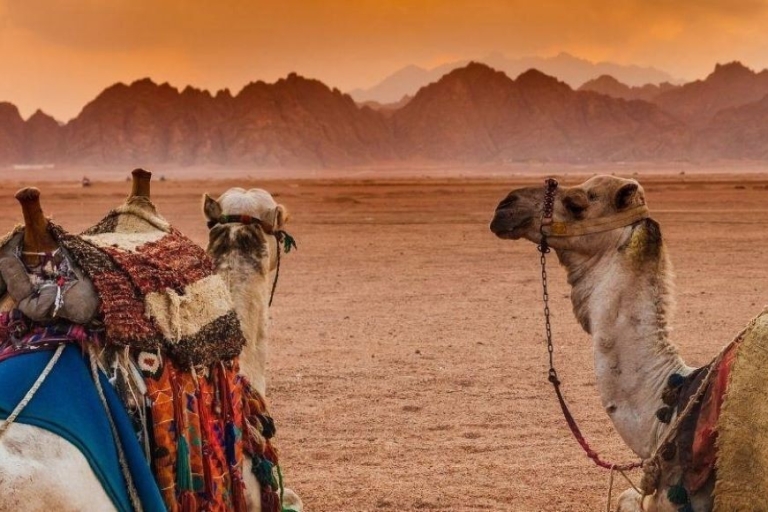 Sharm El Sheij: Visita a la ciudad con paseo en quad y pueblo beduinoExcursión con cena y paseo en camello