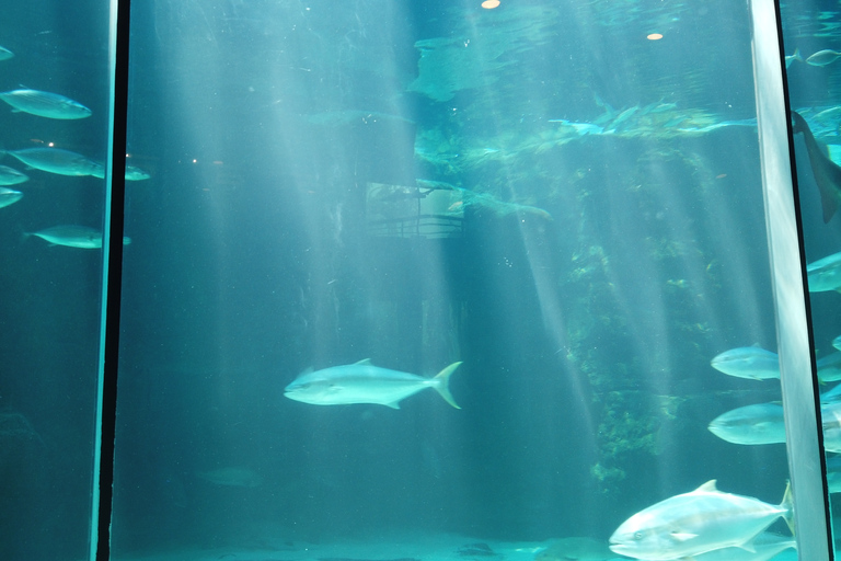 Ciudad del Cabo: Montaña de la Mesa, Isla Robben y visita al acuario