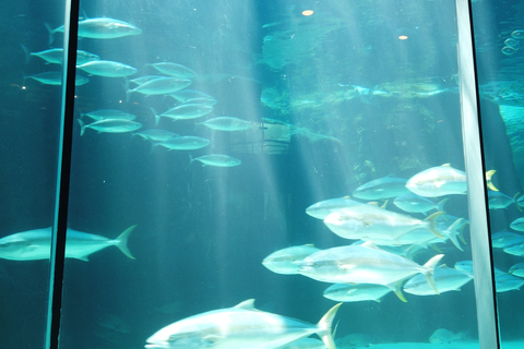 Ciudad del Cabo: Montaña de la Mesa, Isla Robben y visita al acuario