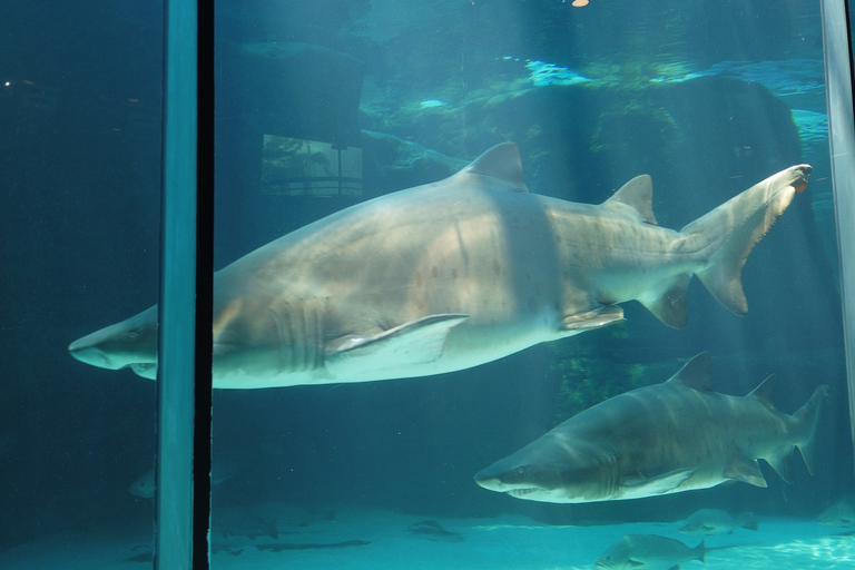 Ciudad del Cabo: Montaña de la Mesa, Isla Robben y visita al acuario