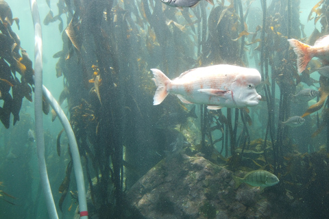 Ciudad del Cabo: Montaña de la Mesa, Isla Robben y visita al acuario