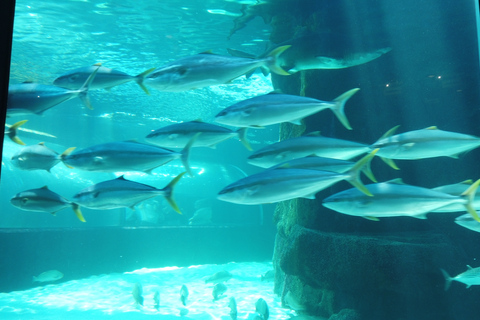 Ciudad del Cabo: Montaña de la Mesa, Isla Robben y visita al acuario