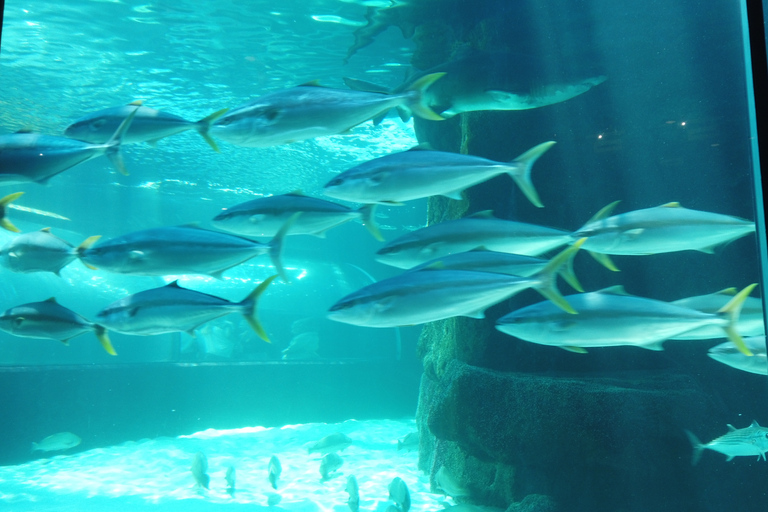 Ciudad del Cabo: Montaña de la Mesa, Isla Robben y visita al acuario