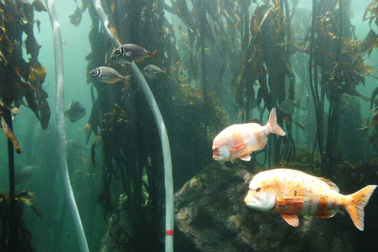 Ciudad del Cabo: Montaña de la Mesa, Isla Robben y visita al acuario