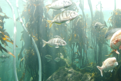 Ciudad del Cabo: Montaña de la Mesa, Isla Robben y visita al acuario