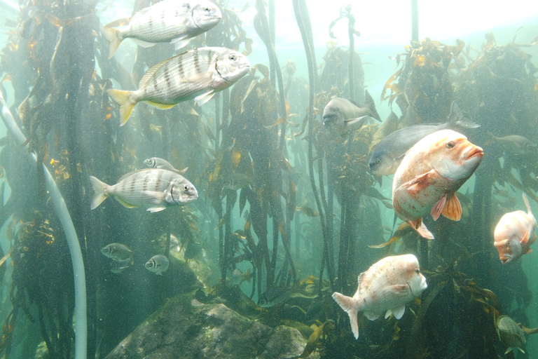 Ciudad del Cabo: Montaña de la Mesa, Isla Robben y visita al acuario