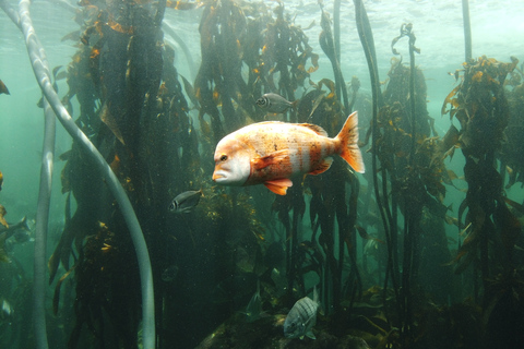 Ciudad del Cabo: Montaña de la Mesa, Isla Robben y visita al acuario