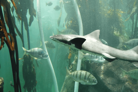 Ciudad del Cabo: Montaña de la Mesa, Isla Robben y visita al acuario