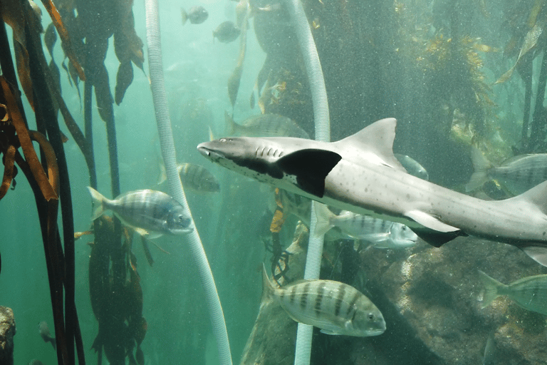 Ciudad del Cabo: Montaña de la Mesa, Isla Robben y visita al acuario