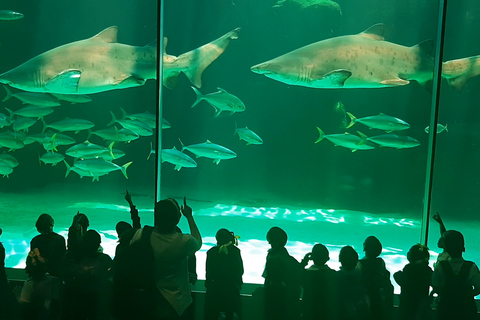 Ciudad del Cabo: Montaña de la Mesa, Isla Robben y visita al acuario