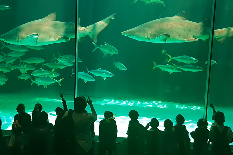 Ciudad del Cabo: Montaña de la Mesa, Isla Robben y visita al acuario