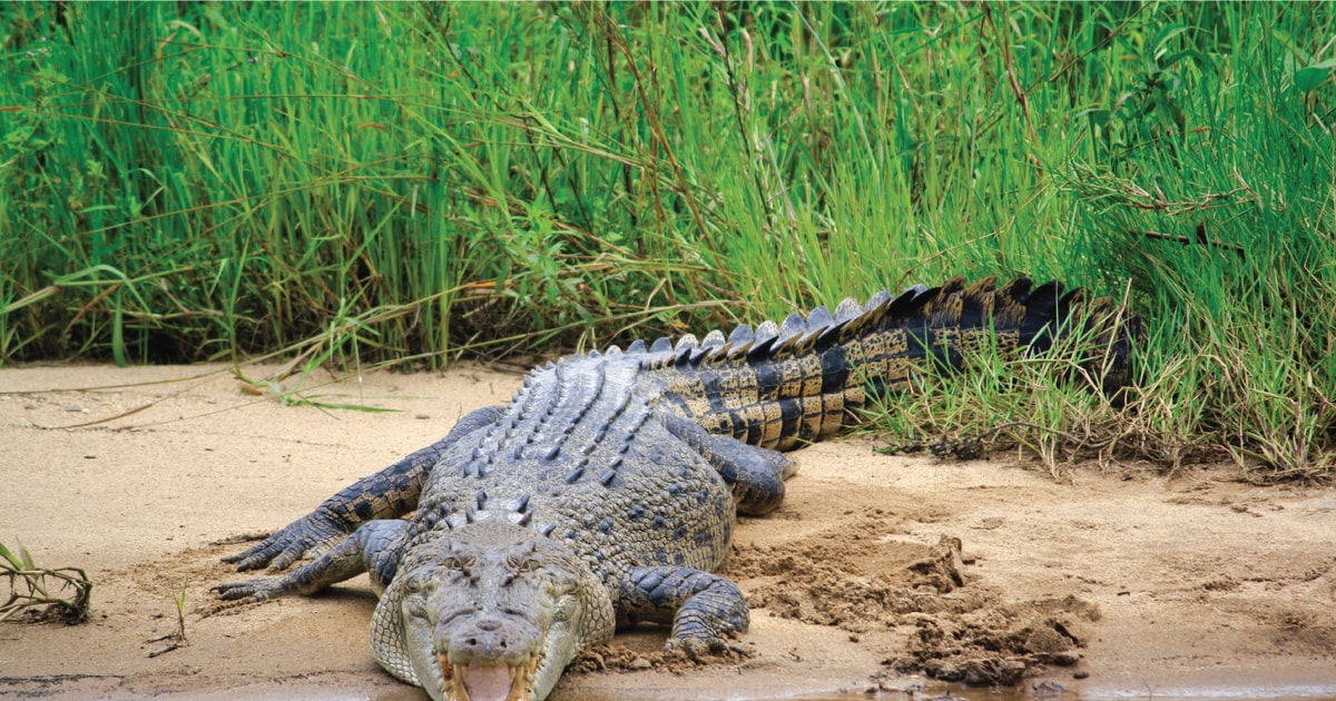 Daintree Rainforest Flodkryssningar Med Krokodiler Och Vilda Djur 