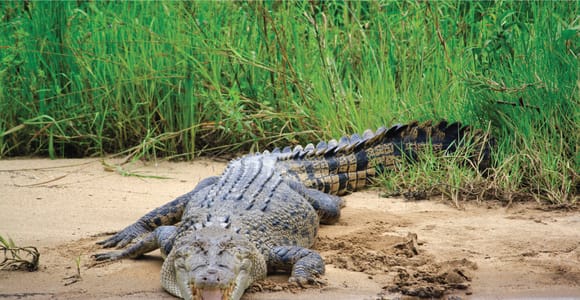 Tour 1: Crocodile Express Greater Daintree Wildlife Cruise