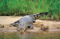 Daintree Rainforest, Crocodile & Wildlife River Cruises - Housity