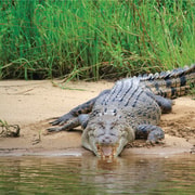 Tour 1: Crocodile Express Greater Daintree Wildlife Cruise