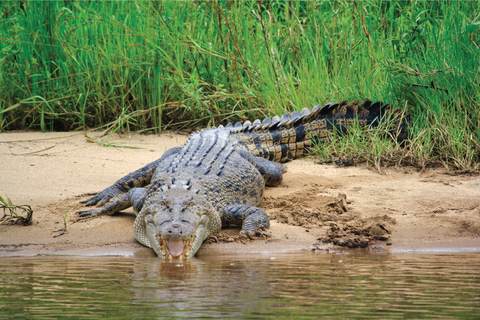 Daintree : Croisière dans la forêt tropicale pour observer les crocodiles et la faune