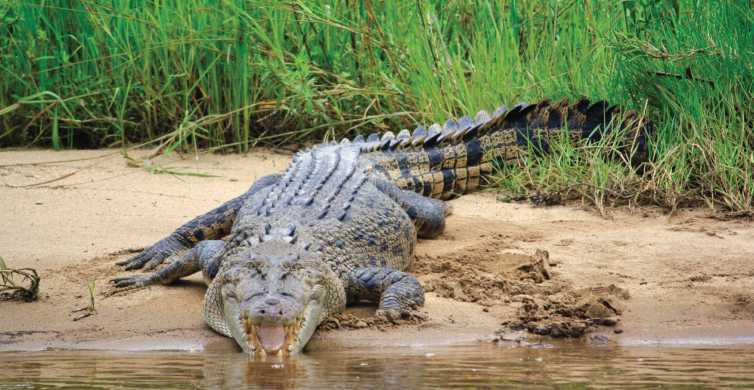 Daintree Rainforest: Crocodile & Wildlife River Cruises