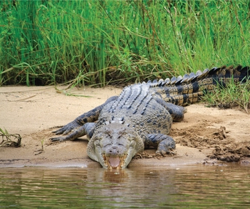 Daintree: River Rainforest Crocodile & Wildlife Cruise