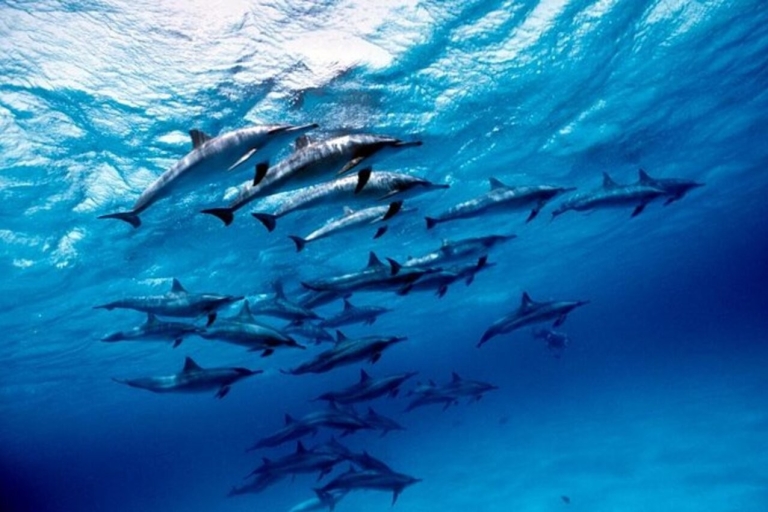 Marsa Alam: Sataya Reefs Dolfijn-snorkelcruise met lunch