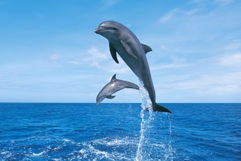 Марса Алам: круиз с дельфинами и трубкой на рифах Сатайя с обедом