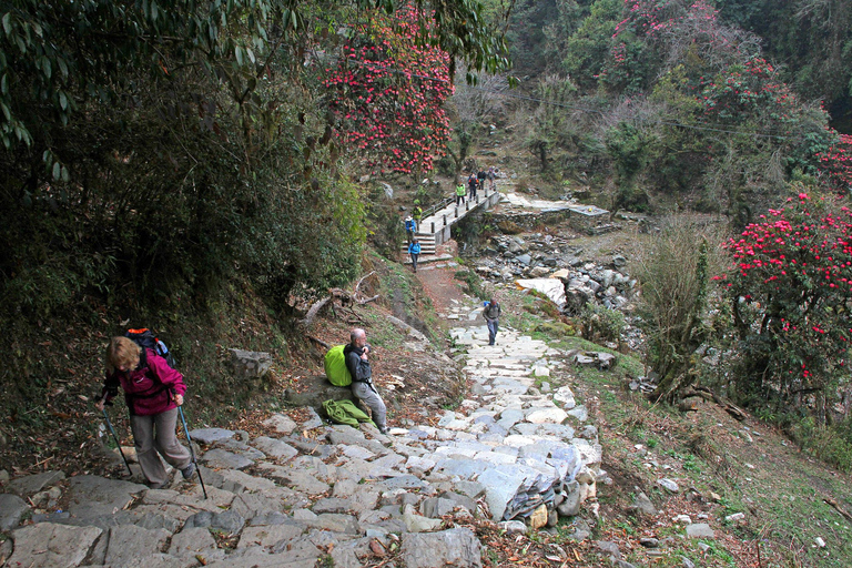 De Pokhara: Caminhada curta de 2 dias em PoonHill