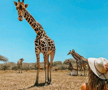 Guided Nature Walk Amongst Giraffes
