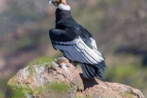 Visita o Santuário de Animais de Cochahuasi com um animal resgatado